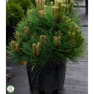 Borovica čierna (Pinus nigra) ´MARIE BREGEON´ – výška 30-35cm, kont. C10L 