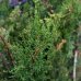 Cyprus vždyzelený (Cupressus sempervirens)  - výška 100-120cm, kont. C2L