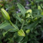 Ľalia východná (Lilium orientalis) ´CASABLANCA´, kont. C4L