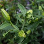 Ľalia východná (Lilium orientalis) ´CASABLANCA´ kont. C4L