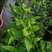 Ľalia ázijská (Lilium asiatic) ´FANTASTIC YELLOW´, kont. C4L