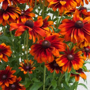 Rudbekia žiarivá - Rudbeckia ´SMILEYZ BIG GLOW´, kont. C1.5L