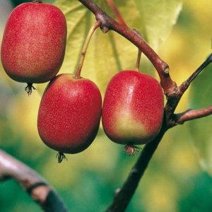 Aktinídia význačná - kiwi (Actinidia arguta) ´WEIKI´ - výška 120-150 cm, kont. C5L (-26°C) Samec