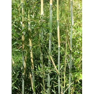 Bambus Phyllostachys bissetii - výška 125-150 cm, kont. C12L