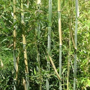 REZERVÁCIA - Bambus Phyllostachys bissetii - výška 125-150 cm, kont. C12L