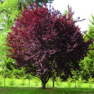 Slivka čerešňoplodá (Prunus cerasifera) ´PISSARDOVA´ - výška 200-250 cm, kont. C15L