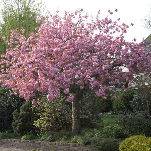 Sakura ozdobná (Prunus serrulata) ´KANZAN´ - výška 160-180 cm, kont. C7.5L