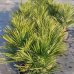 Palmička nízka (Chamaerops Humilis) - výška kmeňa 10 cm, celková výška 20-40 cm (-14°C) 