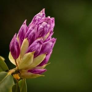 Rododendrony