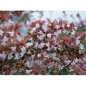 Abélia veľkokvetá (Abelia grandiflora) ´EDWARD GOUCHER´ - výška 50-60 cm, kont. C3L