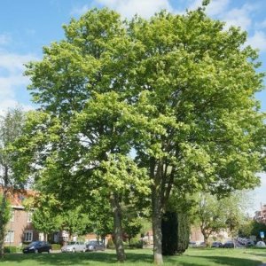 Javor horský (Acer pseudoplatanus) ´LEOPOLDII´ - výška 140-180 cm, obvod kmeňa 4/6 cm, kont. C7.5L