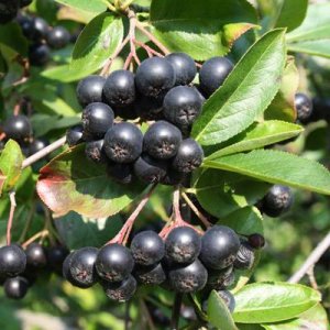 Arónia čerešňolistá (Aronia prunifolia) ´NERO´ 40-60 cm; kont.C1L