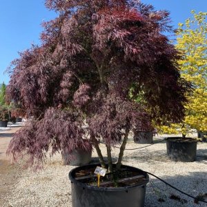 Javor dlaňolistý ( Acer Palmatum) ´INABASHIDARE´- výška:120-150 cm, priemer koruny: 175-200cm, kont. C230/285L - EXEMPLÁR