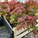 Javor dlaňolistý (Acer palmatum) ´ATROPURPUREUM´ - výška: 30-50 cm, kont. P9