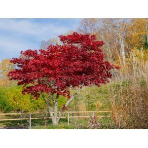 Javor dlaňolistý (Acer palmatum) ´ATROPURPUREUM´ - výška 30-50 cm, kont. C3L