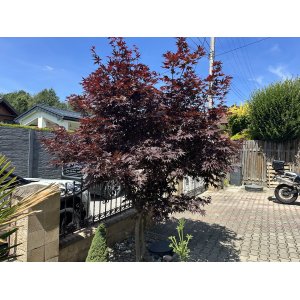 Javor dlaňolistý (Acer palmatum) ´ATROPURPUREUM´ - výška 40-60 cm, kont. C1,5L 