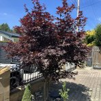 Javor dlaňolistý (Acer palmatum) ´ATROPURPUREUM´ - výška 40-60 cm, kont. C1,5L 