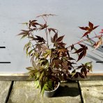 Javor dlaňolistý (Acer palmatum) ´ATROPURPUREUM´ - výška: 30-50 cm, kont. P9