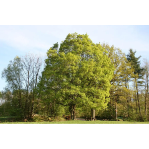 Javor poľný (Acer campestre) - výška 180-200 cm, kont. C30L - VIACKMENNÝ 