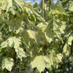 Javor horský (Acer pseudoplatanus) ´LEOPOLDII´ - výška 140-180 cm, obvod kmeňa 4/6 cm, kont. C7.5L