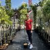 Javor horský (Acer pseudoplatanus) ´LEOPOLDII´ - výška 140-180 cm, obvod kmeňa 4/6 cm, kont. C7.5L