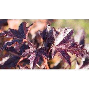 Javor mliečny (Acer platanoides) ´CRIMSON SENTRY´ - výška 130-160 cm, kont. C3L 