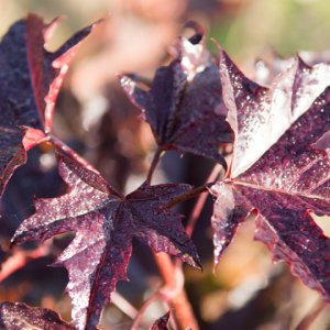 Javor mliečny (Acer platanoides) ´CRIMSON SENTRY´ - výška 120-150 cm, kont. C5L 