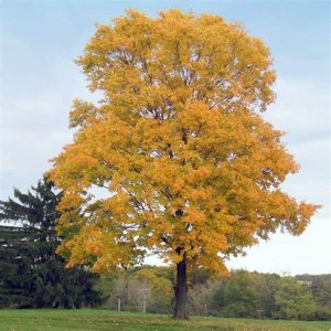 Javory cukrové (Acer saccharum)