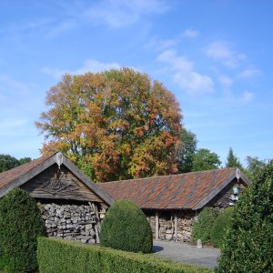 Javor cukrový (Acer saccharum) - výška 80-100 cm, kont. C7.5L