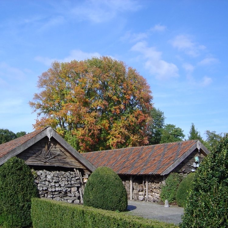 Javor cukrový (Acer saccharum) - výška 80-100 cm, kont. C7.5L