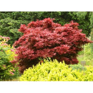 Javor dlaňolistý (Acer palmatum) ´SKEETERS BROOM´ - výška 120-150 cm, kont. C15L