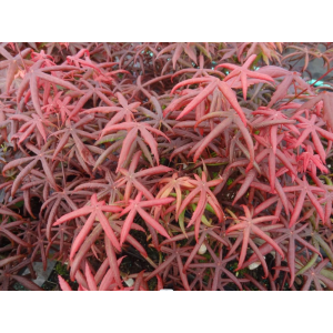 Javor dlaňolistý (Acer palmatum) ´STARFISH´ - výška 80-100 cm, kont. C15L