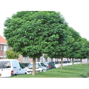 Agát biely (Robinia pseudocacacia) ´UMBRACULIFERA´ - výška 160-180 cm, obvod kmeňa 8/10 cm, kont. C20L (-34°C)   