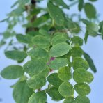 Agát srstnatý (Robinia hispida) ´MACROPHYLLA´, výška 120-150 cm, obvod kmeňa: 4/6 cm, kont. C7.5L/C5L (-29°C) - NA KMIENKU