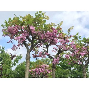 Agát srstnatý (Robinia hispida) ´MACROPHYLLA´ - výška 140-170 cm, obvod kmeňa 4/6 cm, kont. C7.5L/C5L (-29°C) - NA KMIENKU