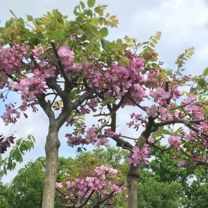 Agát srstnatý (Robinia hispida) ´MACROPHYLLA´, výška 120-150 cm, obvod kmeňa: 4/6 cm, kont. C7.5L/C5L (-29°C) - NA KMIENKU