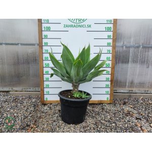 Agáva (Agave) ´ATTENUATA´ - výška 60-80cm, Ø 50-70 cm, kont. C20L (-3°C)
