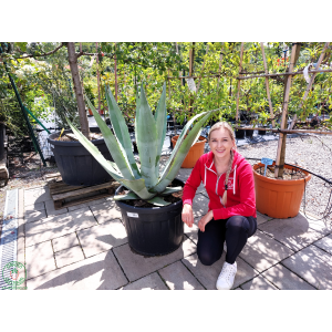 Agáva americká (Agave americana) - výška 80-90 cm, Ø 90-100 cm, kont. C90L (-7°C)