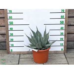 Agáva (Agave) ´HAVARDIANA´ - výška 10-15 cm, Ø  20-30 cm, kont. C6L (-23°C)