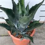 Agáve (Agave) ´MONTANA´ - výška 40-60 cm, priemer ružice 30-45 cm, kont. C12L