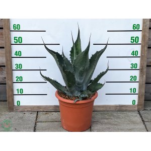 Agáva oválolistá (Agave ovatifolia) ´VANZIE´ - výška 20-25 cm, Ø 30-40 cm, kont. C6L (-15°C)