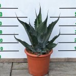 Agáve (Agave) ´MONTANA´ - výška 40-60 cm, priemer ružice 30-45 cm, kont. C12L