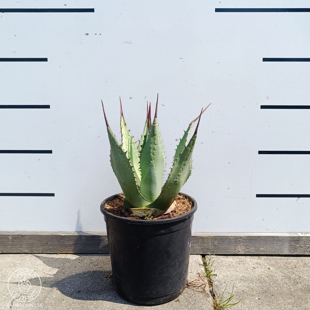 Obrázok Agáva americká (Agave americana) - výška 20-30 cm, kont. C3L (-10°C)