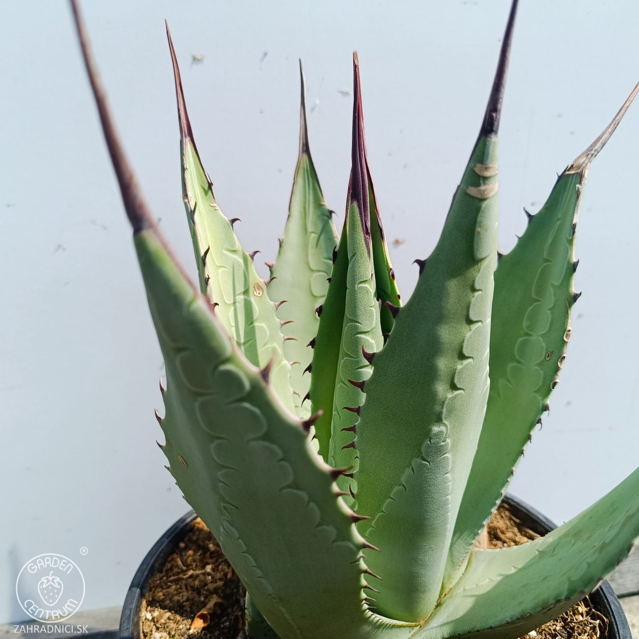 Obrázok Agáva americká (Agave americana) - výška 20-30 cm, kont. C3L (-10°C)