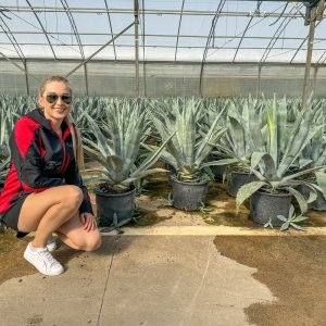 Agáva americká (Agave americana) - výška 80-90 cm, Ø 90-100 cm, kont. C90L (-7°C)