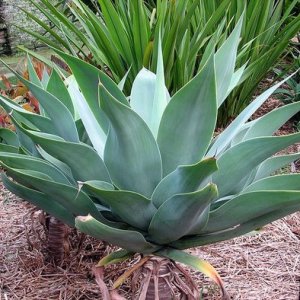 Agáva (Agave) ´ATTENUATA´ - výška 60-80cm, Ø 50-70 cm, kont. C20L