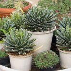 Agáve kráľovská (Agave victoriae-reginae) - výška 10-15 cm, ⌀ 20-30 cm, kont. C6L (-20°C)