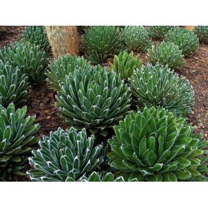 Agáva kráľovská (Agave victoriae-reginae)  ⌀ 10-15 cm, kont. P9 (-10°C)