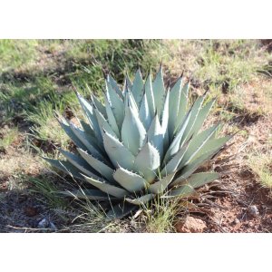 Agáva (Agave) ´NEOMEXICANA´ - výška 40-60 cm, Ø 40-60 cm, kont. C50L (-26°C)