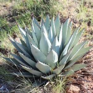 Agáva (Agave) ´NEOMEXICANA´ - výška 40-60 cm, Ø 40-60 cm, kont. C50L (-26°C)